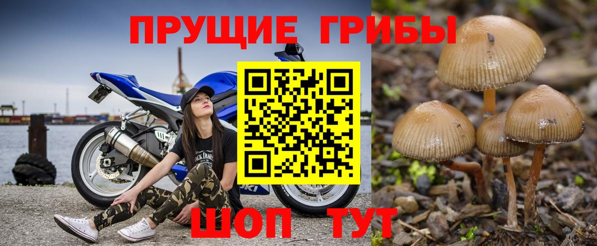 Псилоцибиновые грибы Psilocybine cubensis  Вход с VPN  Псилоцибиновые грибы мухоморы  Артём 