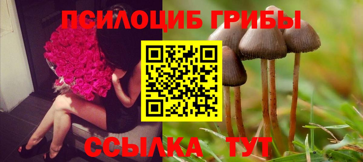 Галлюциногенные грибы Psilocybe Артём